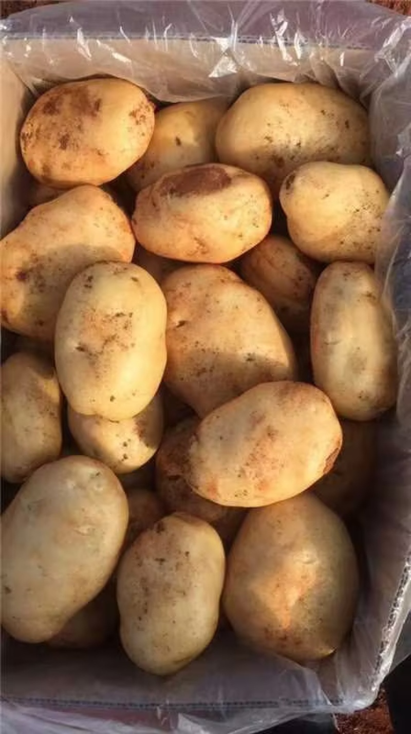 【推荐】内蒙沃土5号土豆供应市场商超电商一手货源量大价优