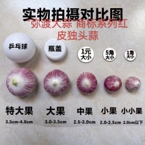 独头蒜云南紫皮独头蒜红皮分蒜新鲜独头干独蒜新鲜蔬菜