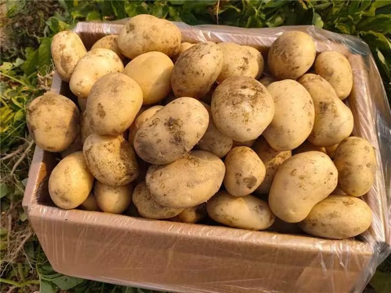 【推荐】内蒙希森土豆供应市场商超电商一手货源量大价优