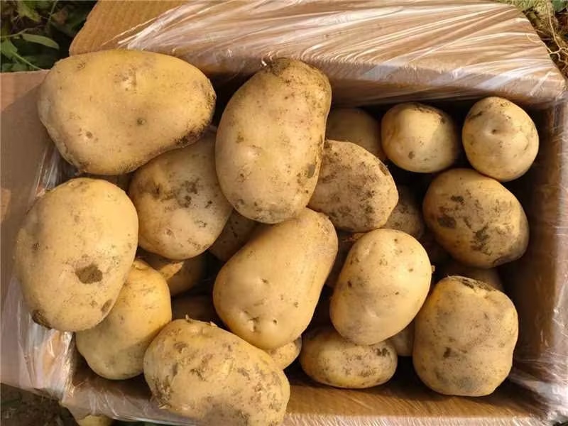 【推荐】内蒙希森土豆供应市场商超电商一手货源量大价优