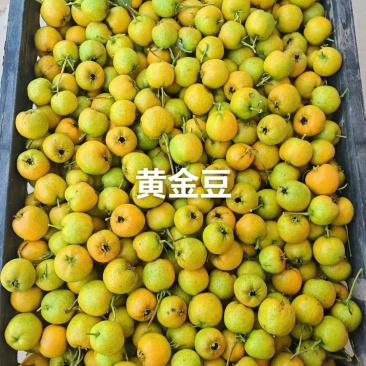 黄金豆山楂，甜口