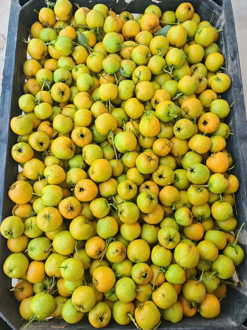 黄金豆山楂，甜口