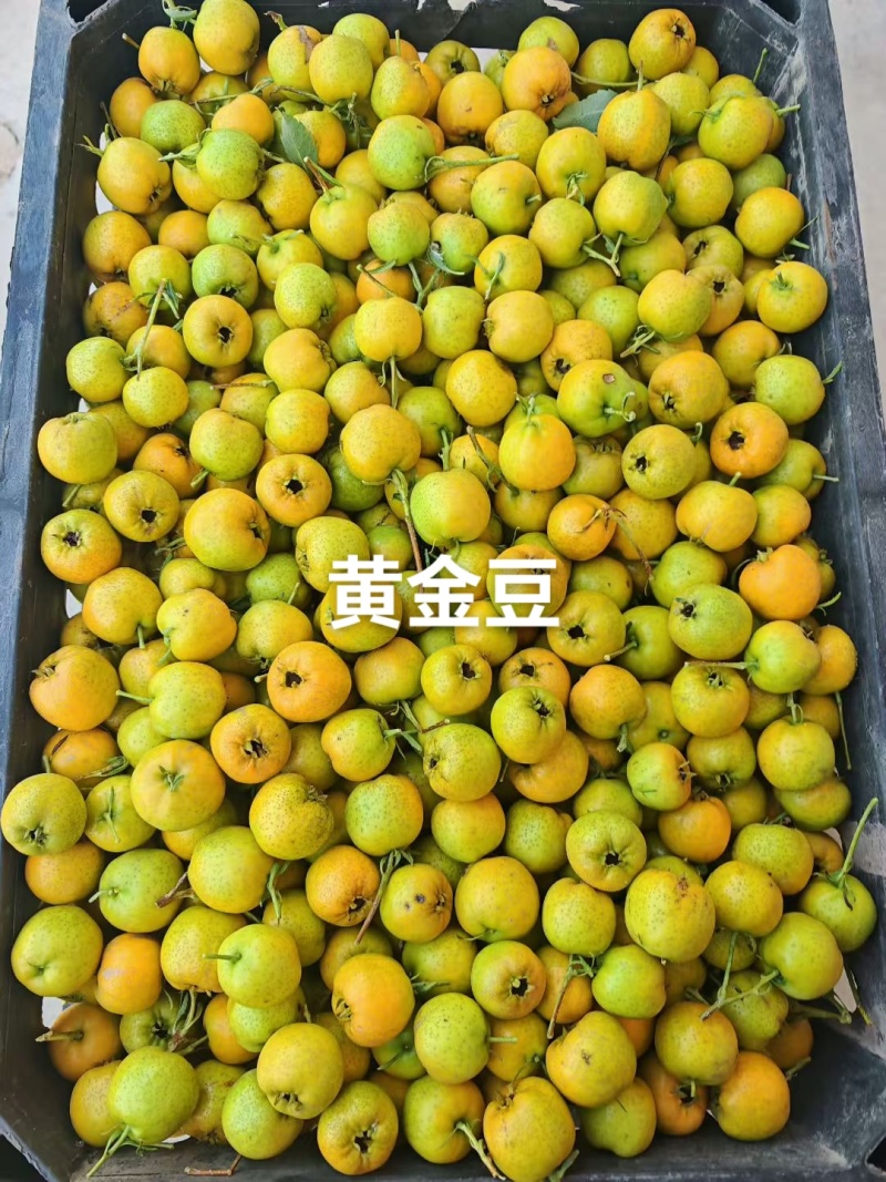 黄金豆山楂，甜口