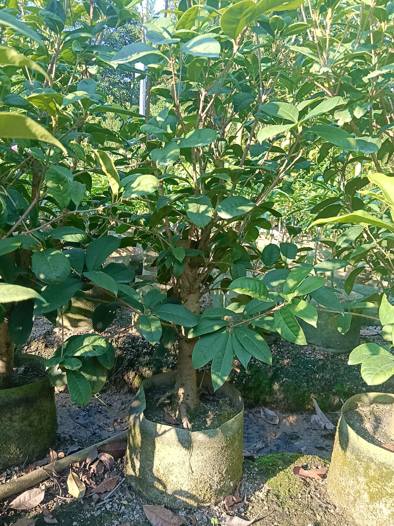 桂花