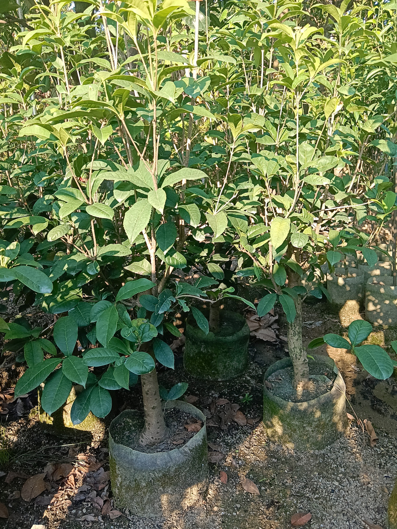 桂花