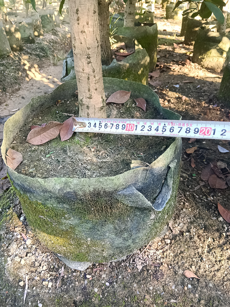 桂花
