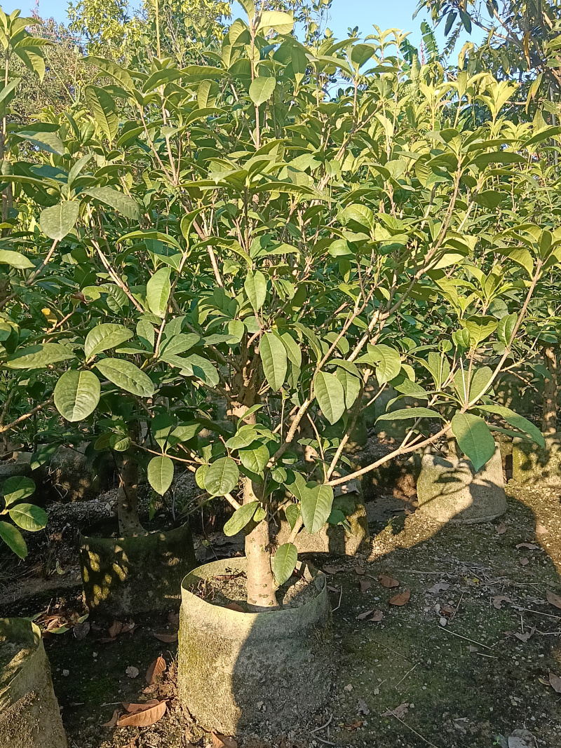 桂花