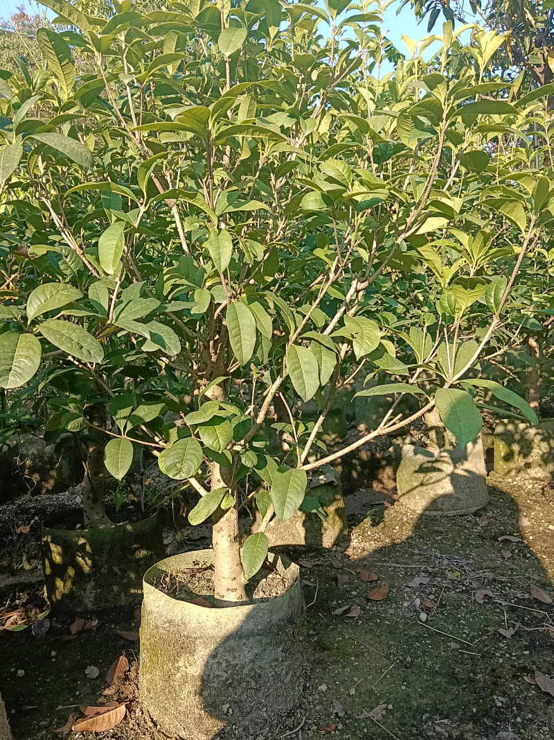 桂花