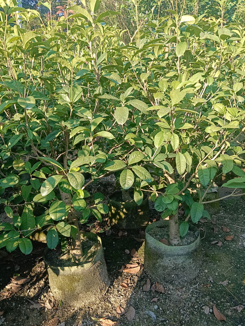 桂花