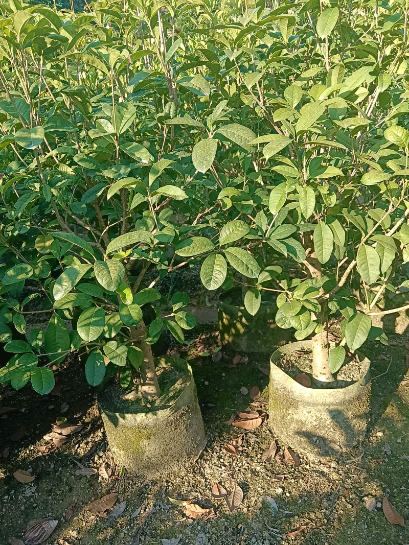 桂花
