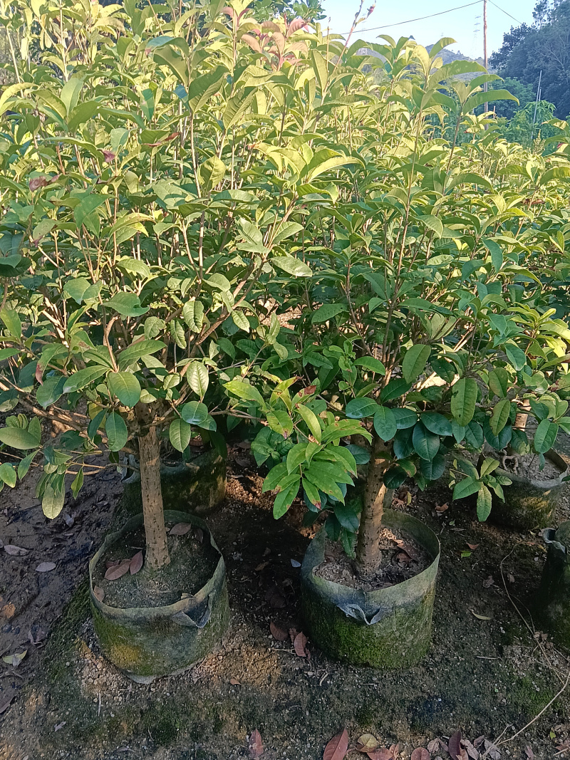 桂花