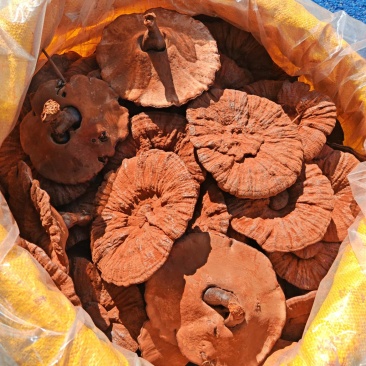 江西产地直发大个紫灵芝黑灵芝短腿短柄带点草带粉厚肉味不苦