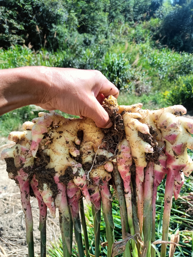 小黄姜/湖南黄姜/生姜/产地直发/量大从优/一手货源