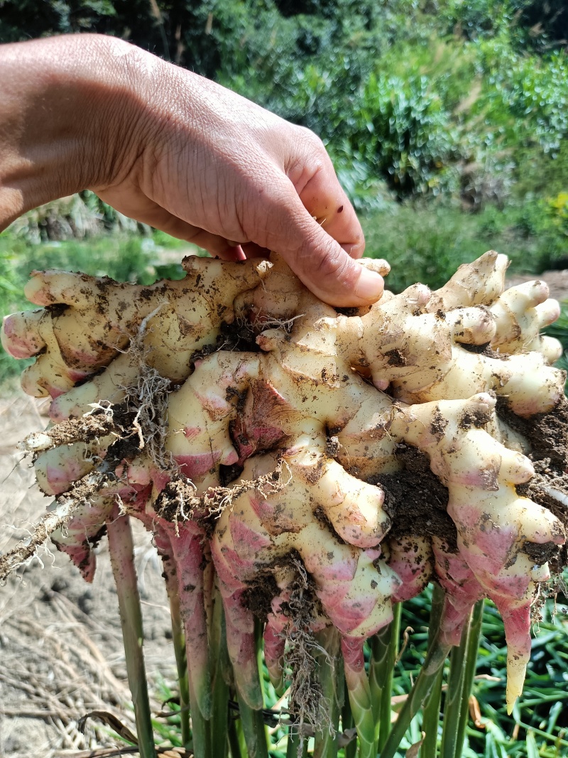 小黄姜/湖南黄姜/生姜/产地直发/量大从优/一手货源