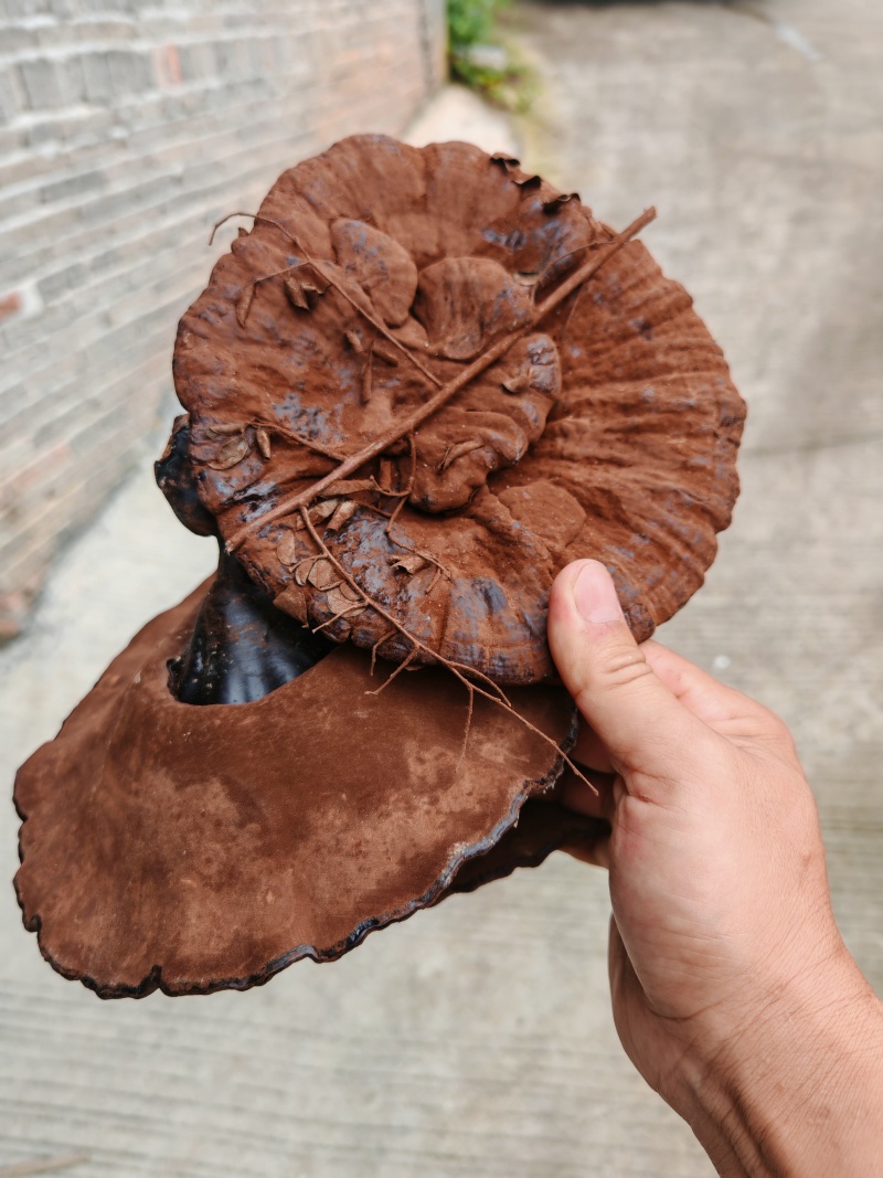 江西产地直发大个紫灵芝黑灵芝短腿短柄带点草带粉厚肉味不苦