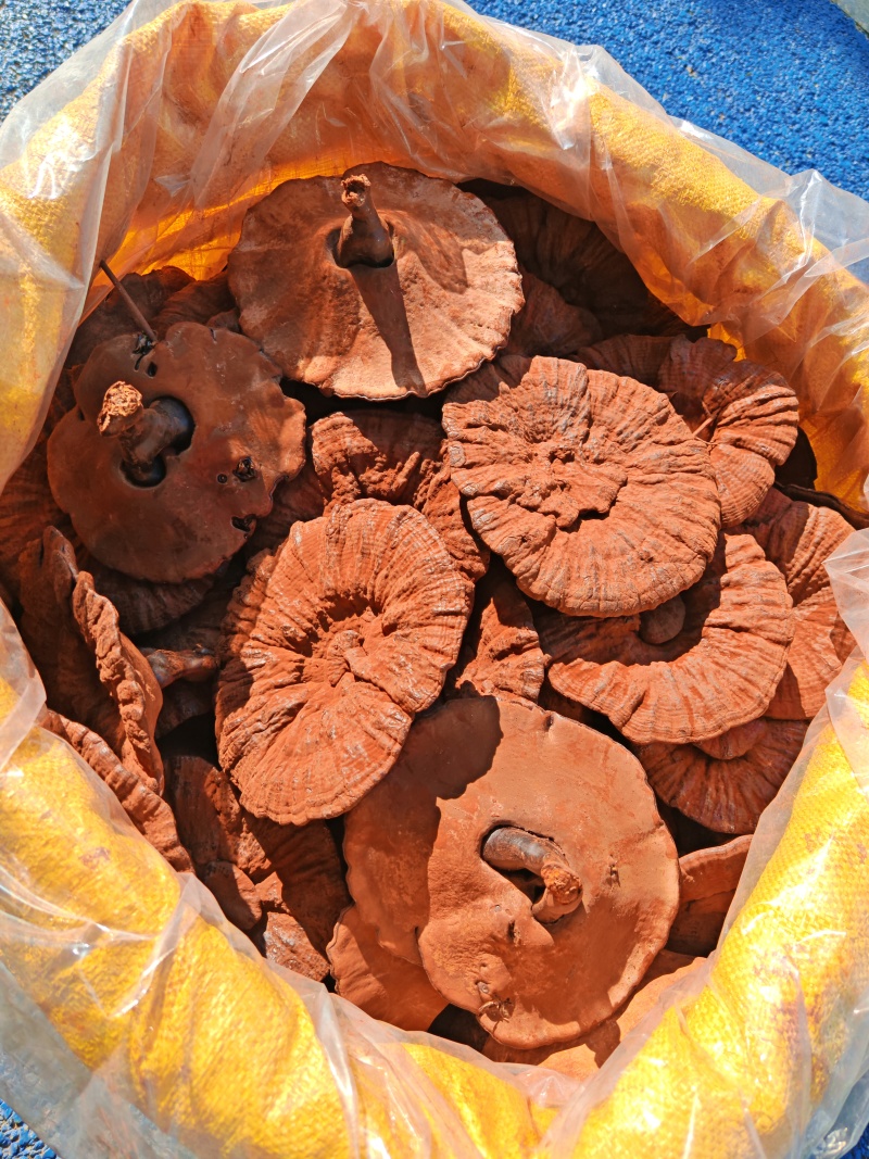 江西产地直发大个紫灵芝黑灵芝短腿短柄带点草带粉厚肉味不苦