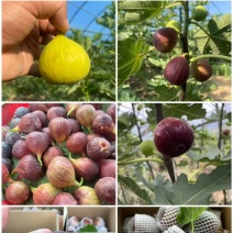 山东无花果大量上市品质保证值得信赖量大从优对接全国市场电