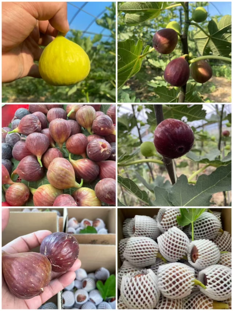 山东无花果大量上市品质保证值得信赖量大从优对接全国市场电
