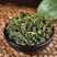 桑叶茶正品特级新鲜霜后桑叶茶