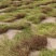 百花蛇舌草