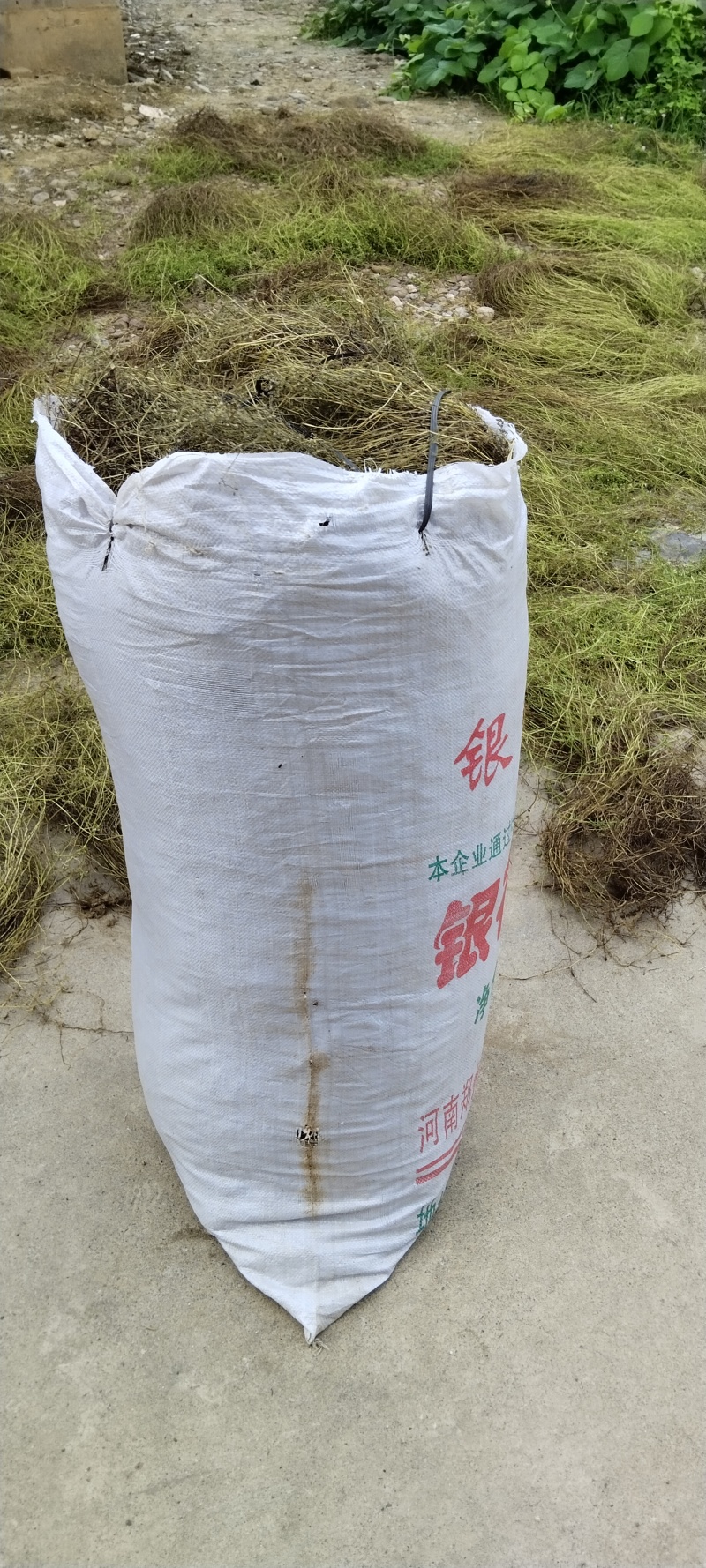 百花蛇舌草