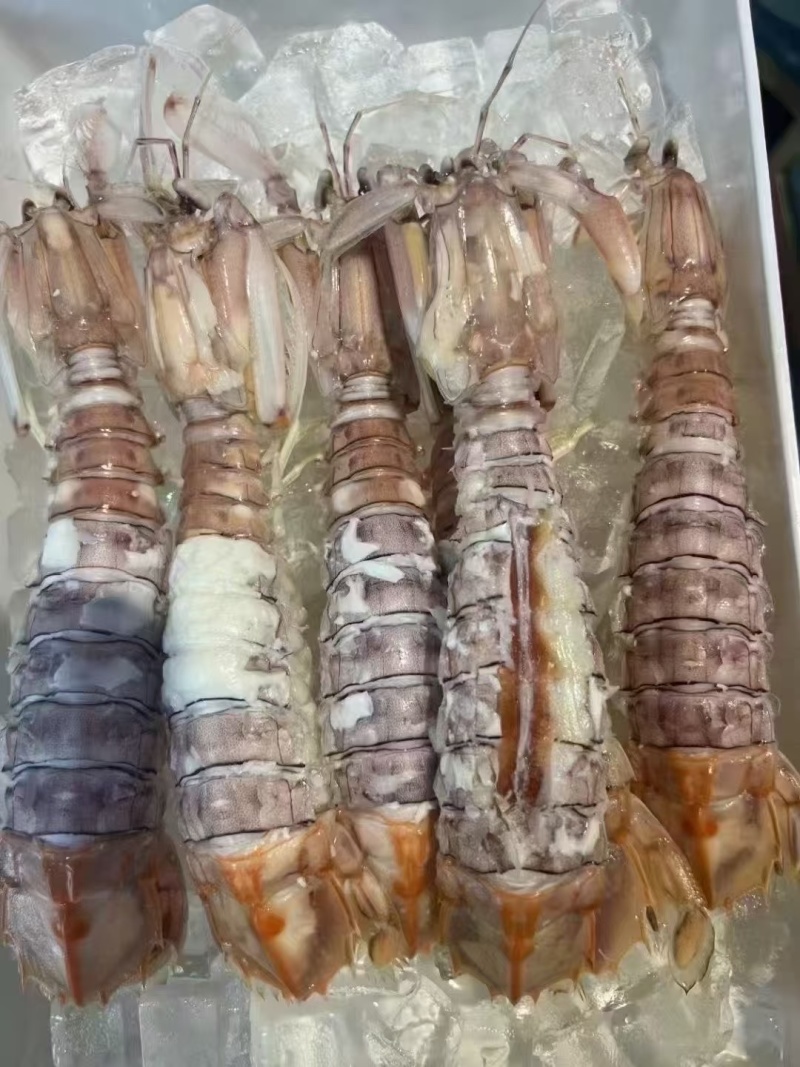 北海活煮皮皮虾熟冻皮皮虾