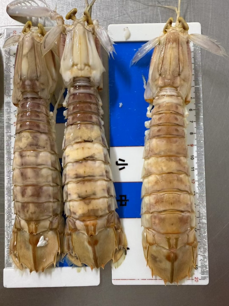 北海活煮皮皮虾熟冻皮皮虾
