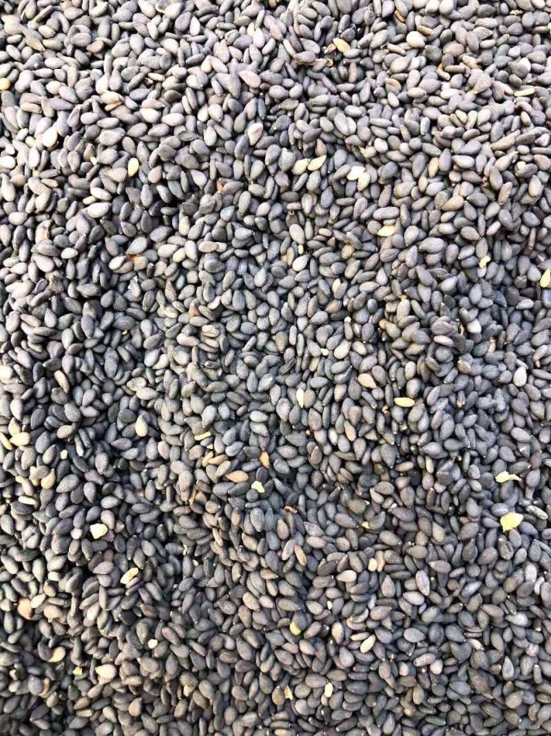 江西油地黑芝麻香浓味美饱满圆润欢迎选购