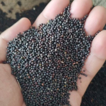 精品油菜籽长期供货质量保证支持视频看货欢迎选购