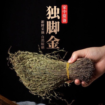 独脚金独脚金草小儿疳积草野生矮脚短脚独脚金草新鲜干货