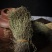独脚金独脚金草小儿疳积草野生矮脚短脚独脚金草新鲜干货