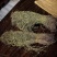 独脚金独脚金草小儿疳积草野生矮脚短脚独脚金草新鲜干货