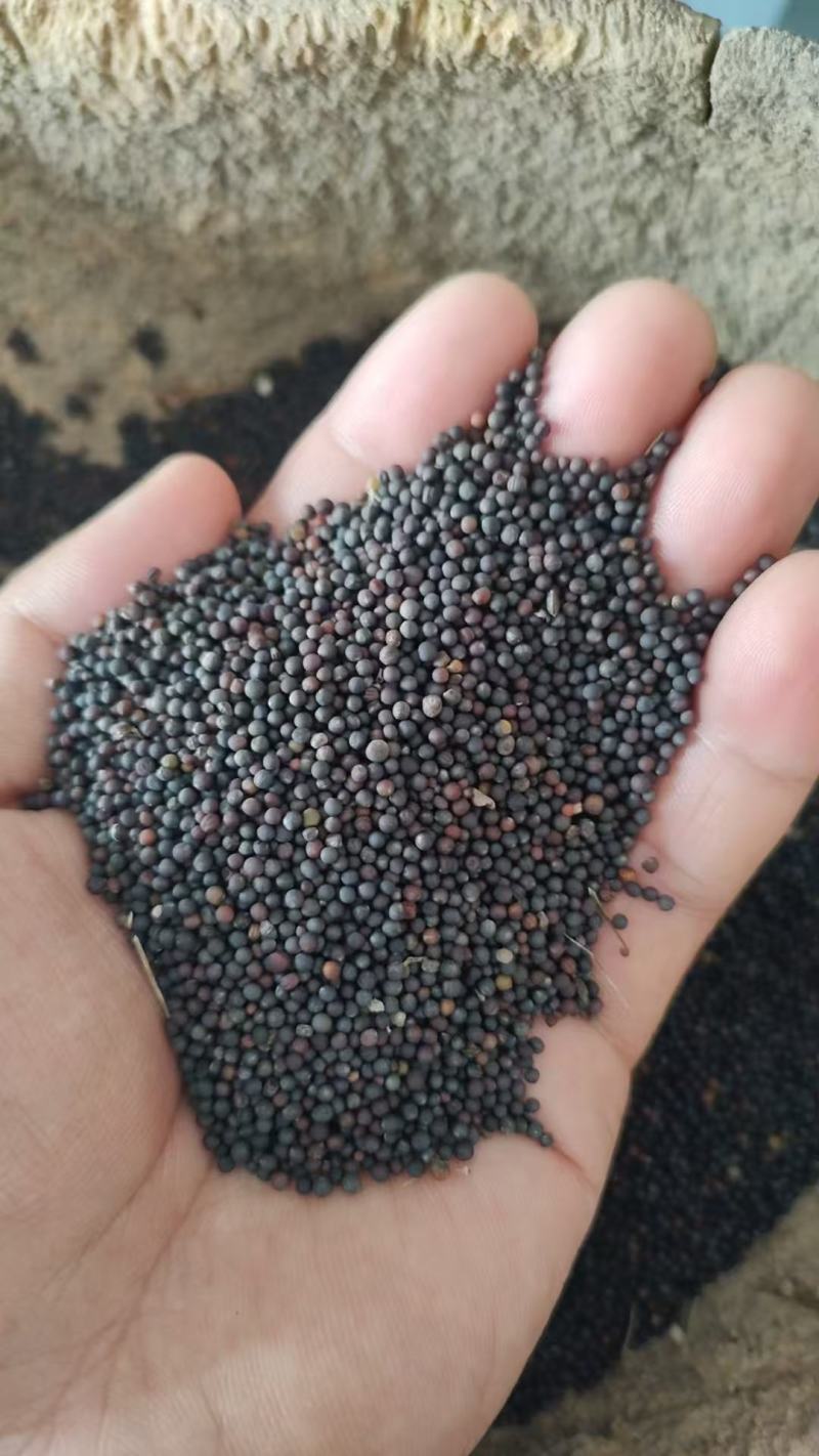 精品油菜籽长期供货质量保证支持视频看货欢迎选购