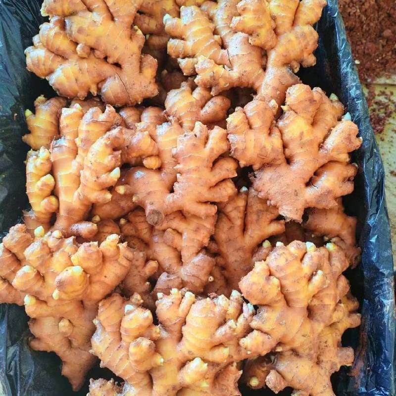 板姜，库存姜，电商姜，市场姜大量供应