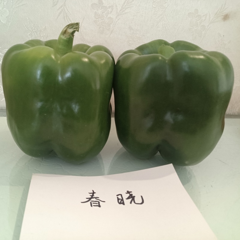 福斯特辣椒种子春晓甜椒种子早熟杂交深绿特大方灯笼椒种子