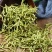 金银花野生特级组合花草茶搭配菊花泡水茶叶不含一根山银