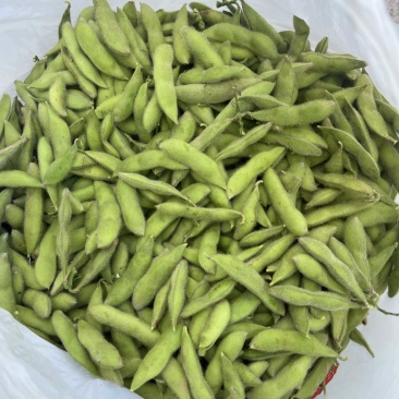 毛豆大量上市