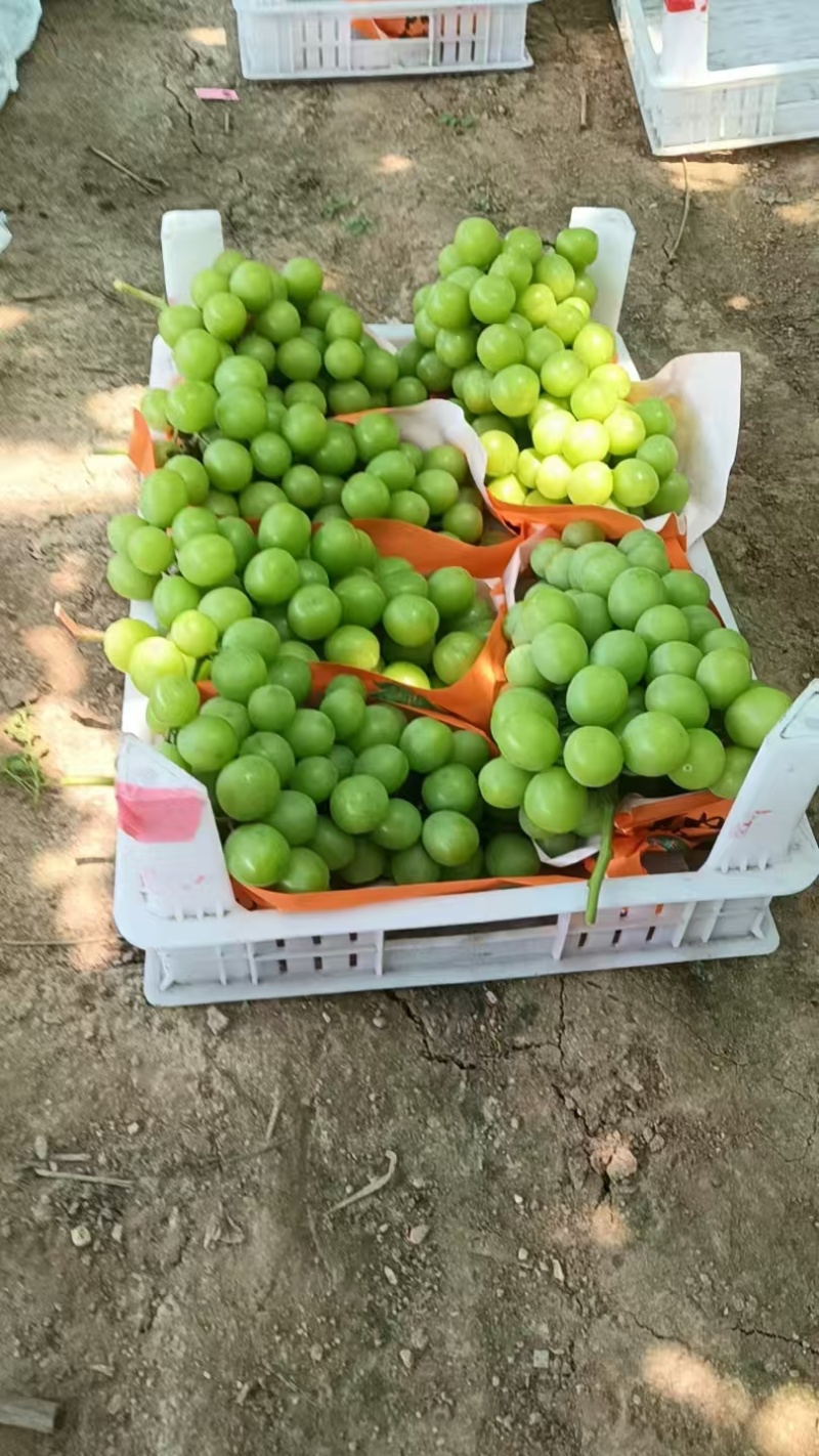山东阳光玫瑰大量上市，品质保证对接全国电商市场一手货源