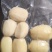 精品藕头，新鲜采收，产地直发。