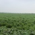 银条厂代加工贴牌，支持全国预制菜老板来电。原味500克。