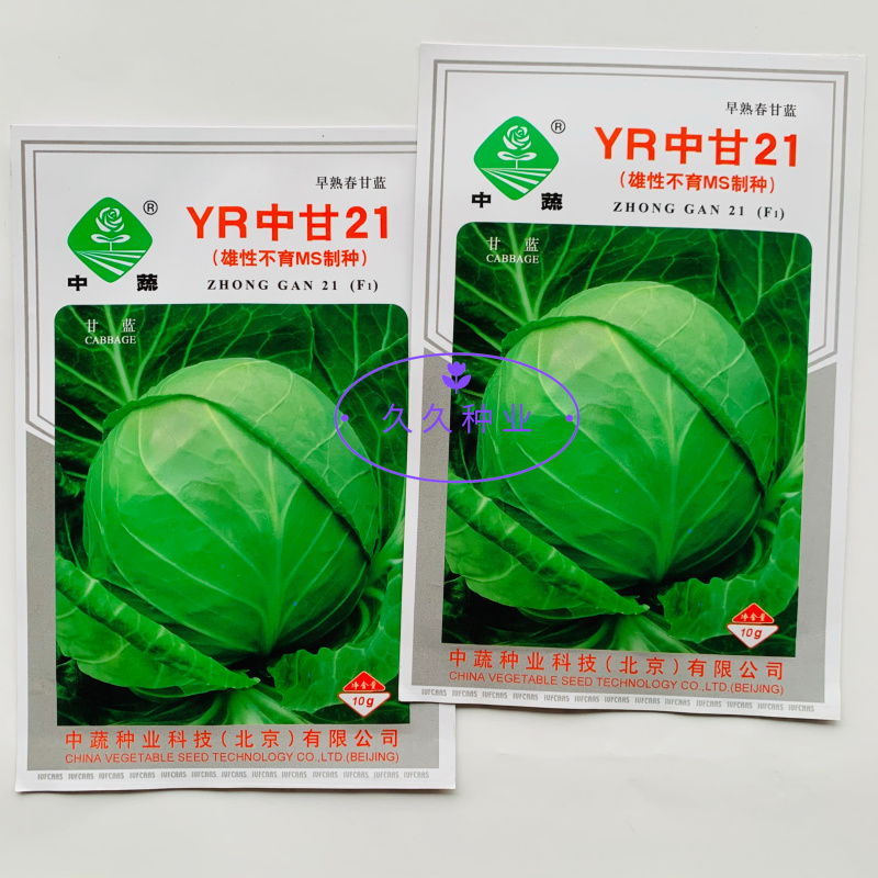 YR中甘21甘蓝种子春播早熟耐抽苔亮绿圆球抗枯萎病甘蓝