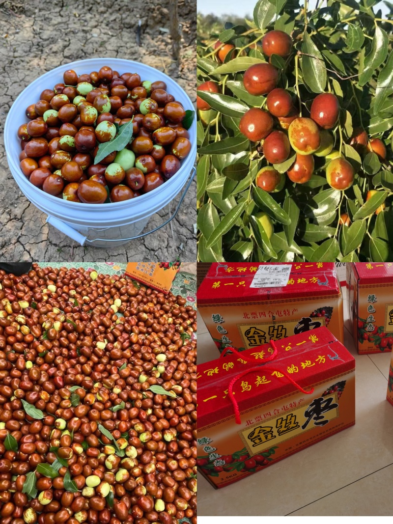 北票金丝蜜枣