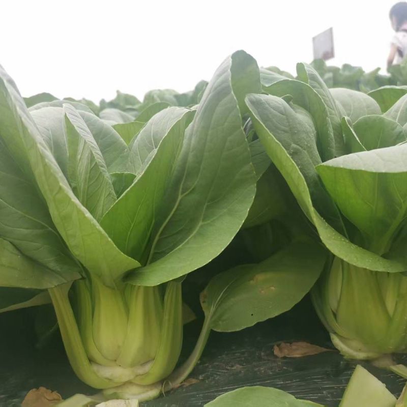 晓富绿翡翠青梗菜种子四季播速生高产大田基地用种青菜种籽
