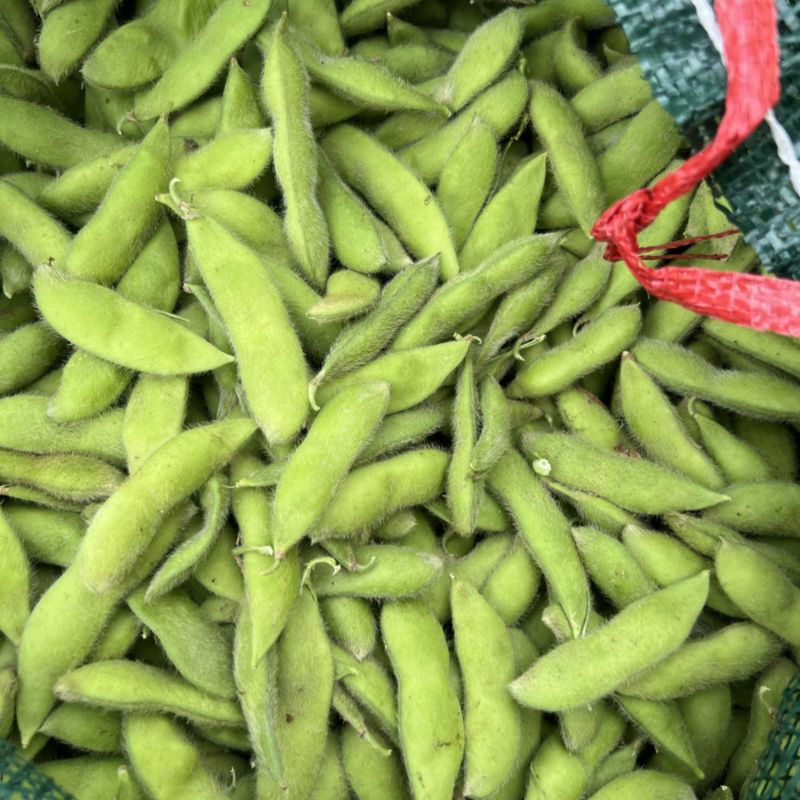 毛豆