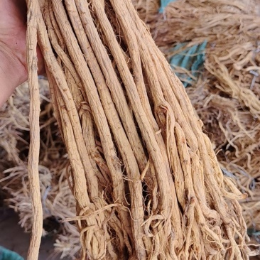 甜口防风