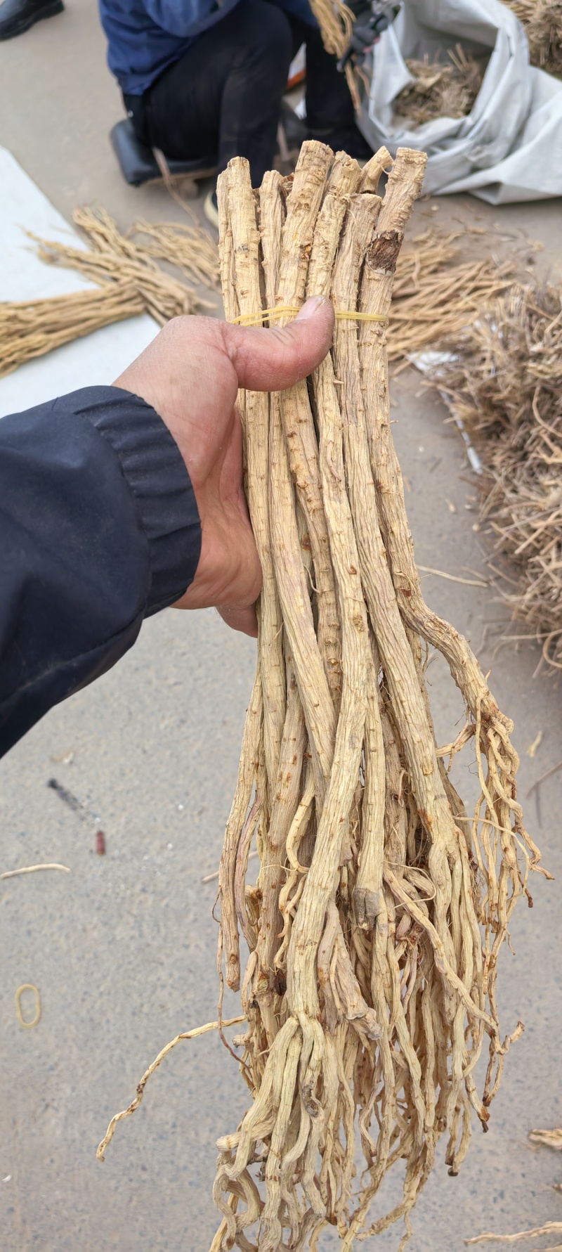 甜口防风