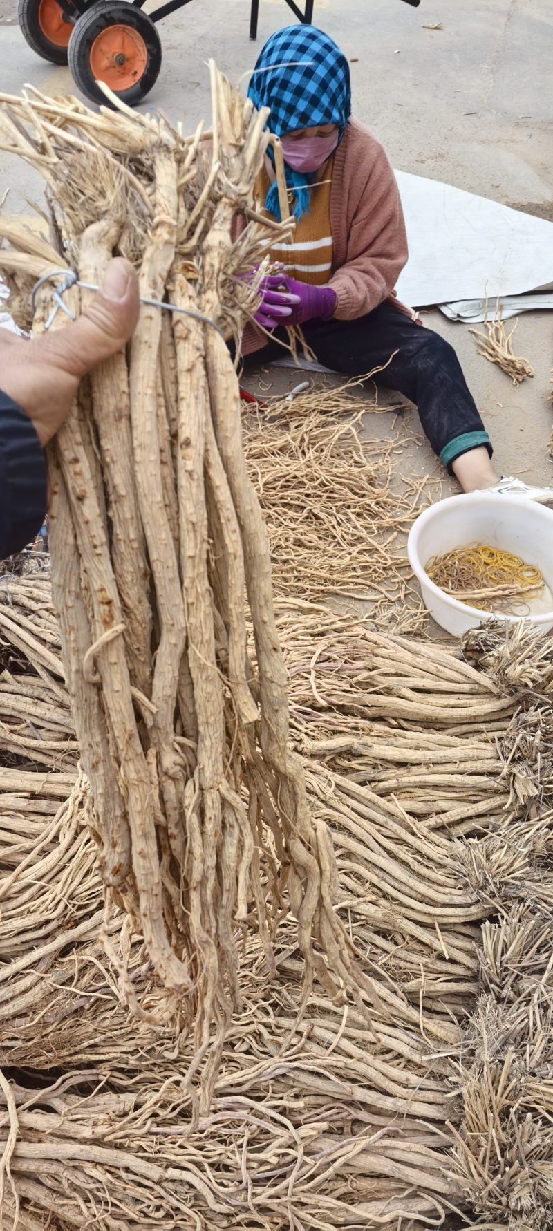 甜口防风