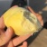金枕榴莲一手批发价格