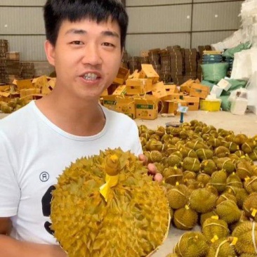 金枕榴莲一手批发价格