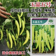 玉晶五号辣椒种子腌制加工泡椒种子白玉辣椒种籽中辣结果多